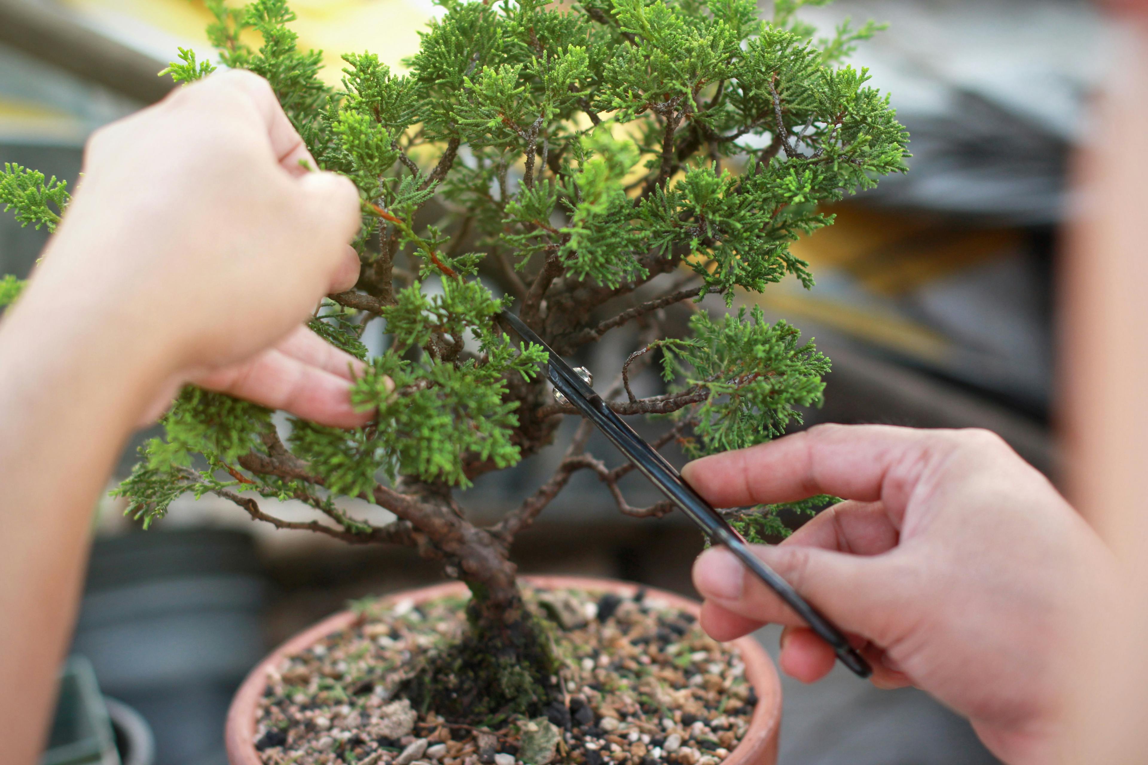 bonsai pruning | ©  Nori Wasabi - stock.adobe.com