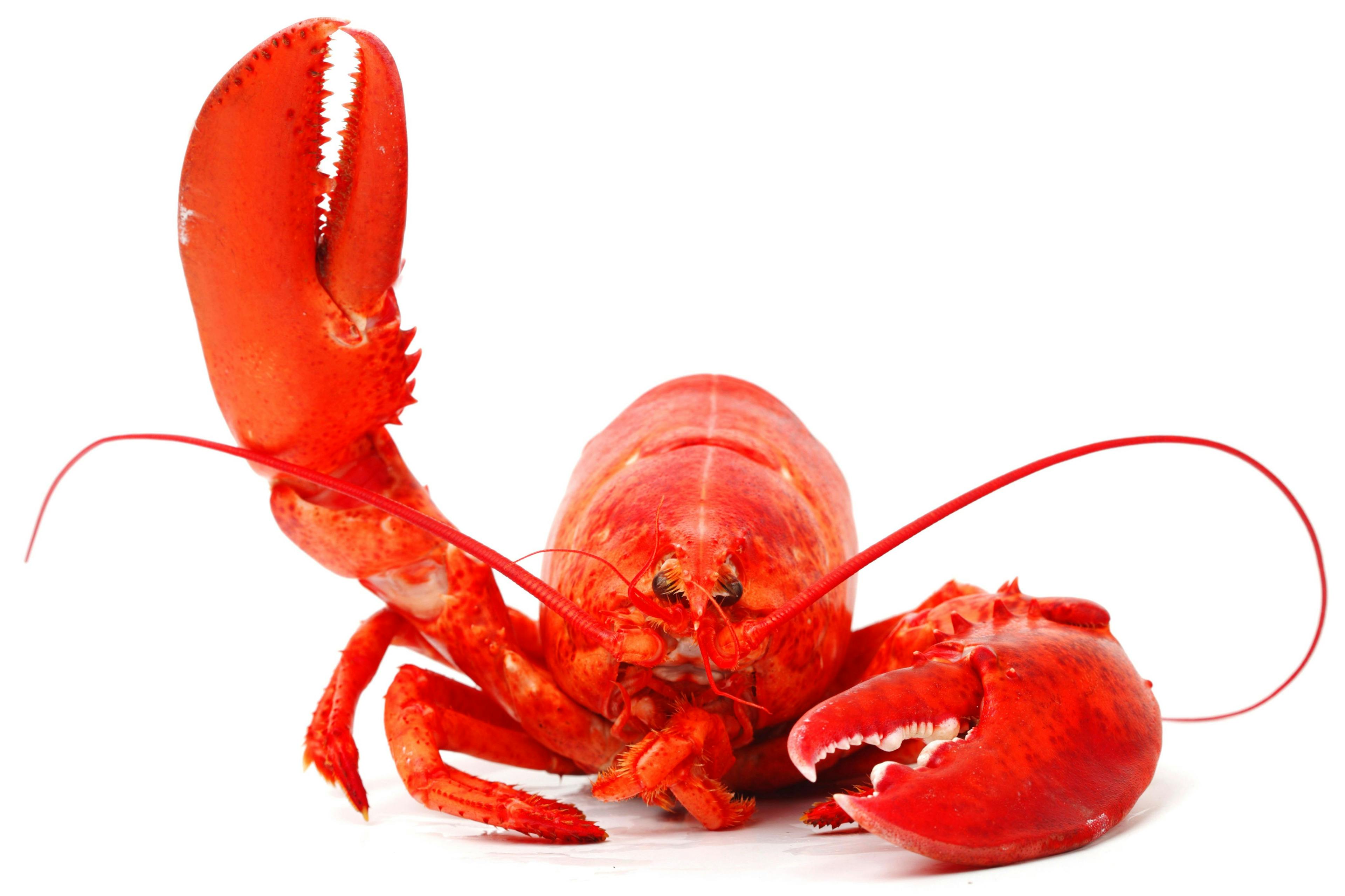 lobster | © yellowj - stock.adobe.com